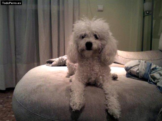 La foto del perro