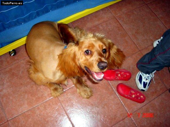La foto del perro