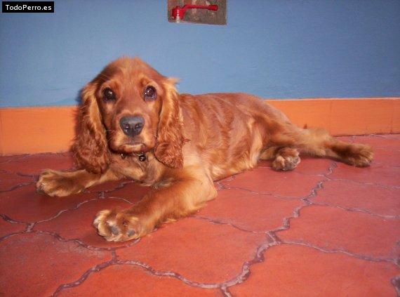 La foto del perro