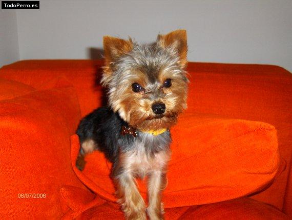 La foto del perro