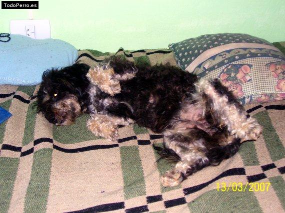 Foto del perro Balti stich