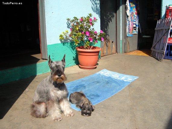 Foto del perro Jack
