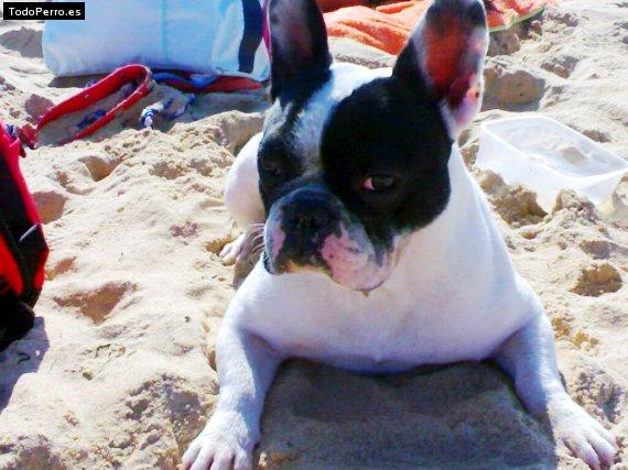 La foto del perro