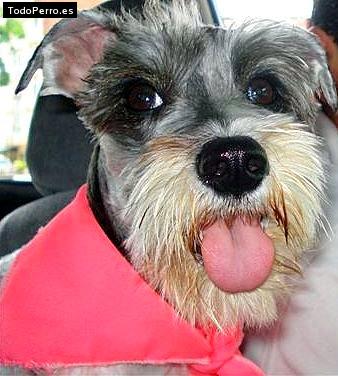 La foto del perro