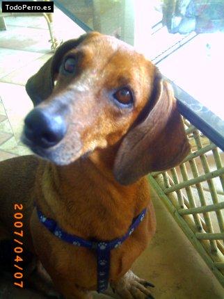 La foto del perro