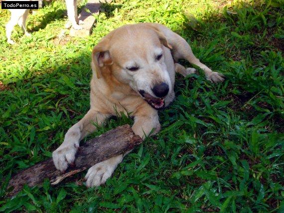 La foto del perro