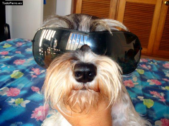 La foto del perro