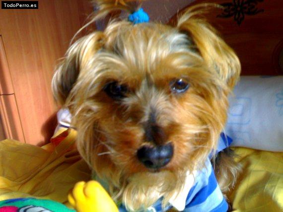 La foto del perro