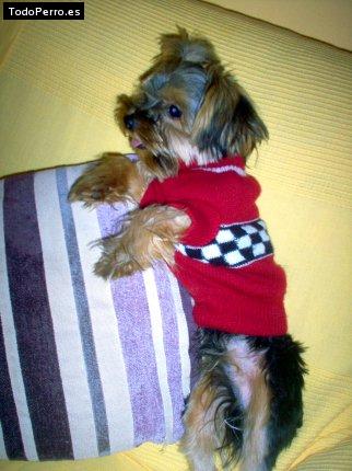 La foto del perro