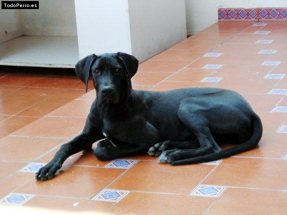 La foto del perro