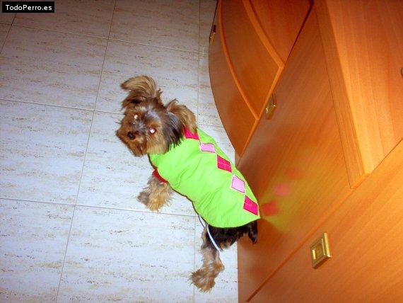 La foto del perro