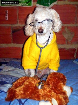 La foto del perro