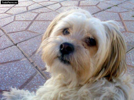 La foto del perro