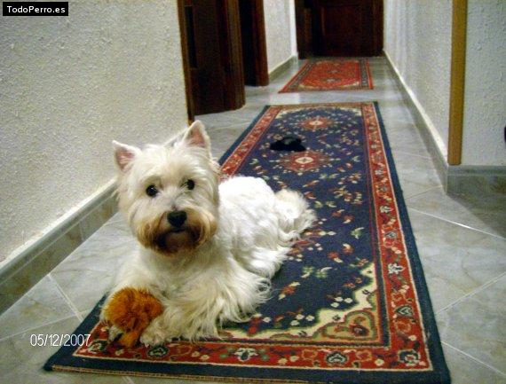 La foto del perro