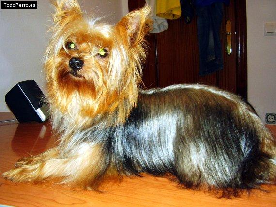 La foto del perro