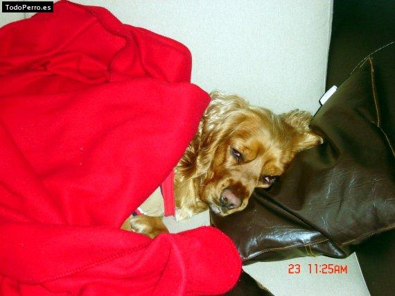 La foto del perro