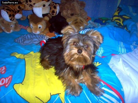La foto del perro