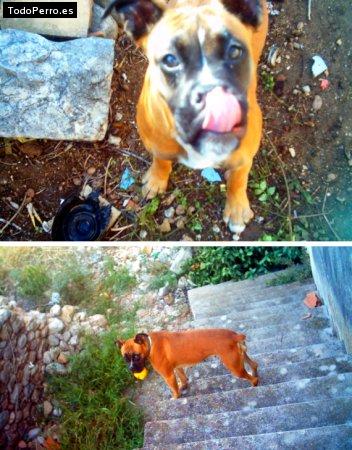 La foto del perro