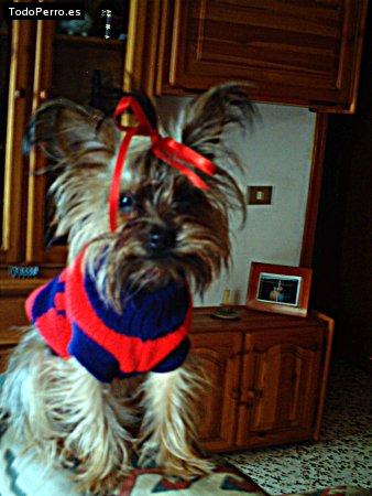 La foto del perro