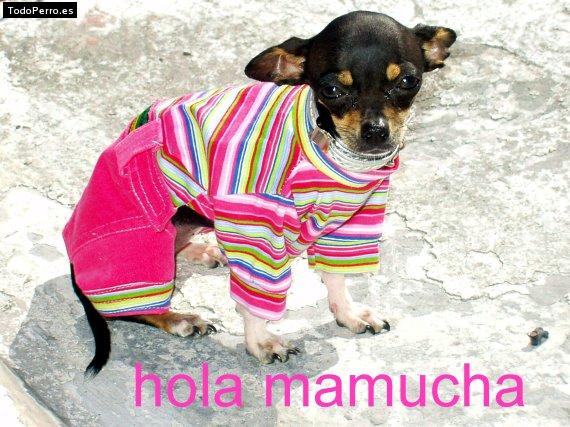 La foto del perro