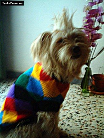 La foto del perro