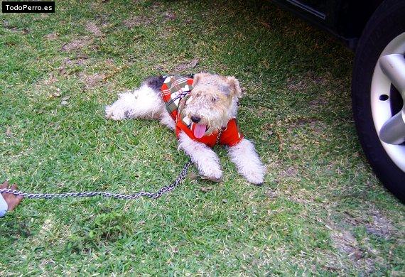 La foto del perro
