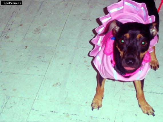 La foto del perro