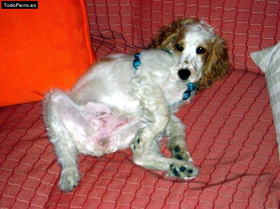 La foto del perro
