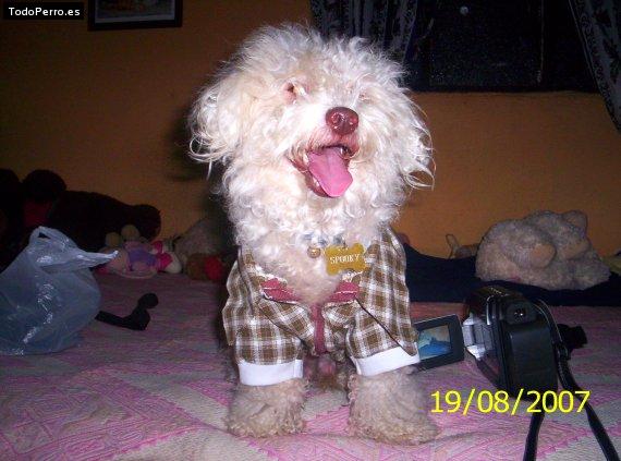 La foto del perro