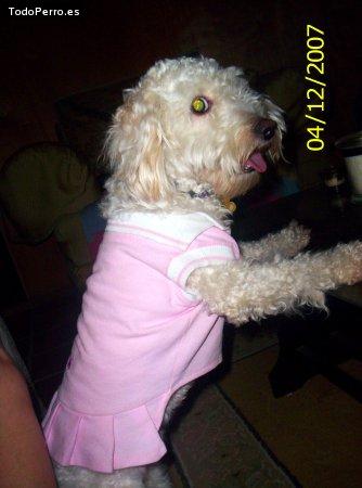 La foto del perro