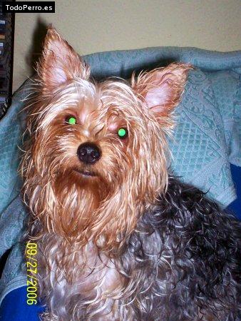 Foto del perro Coco