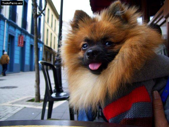 La foto del perro