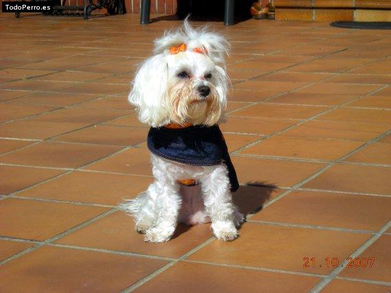 La foto del perro