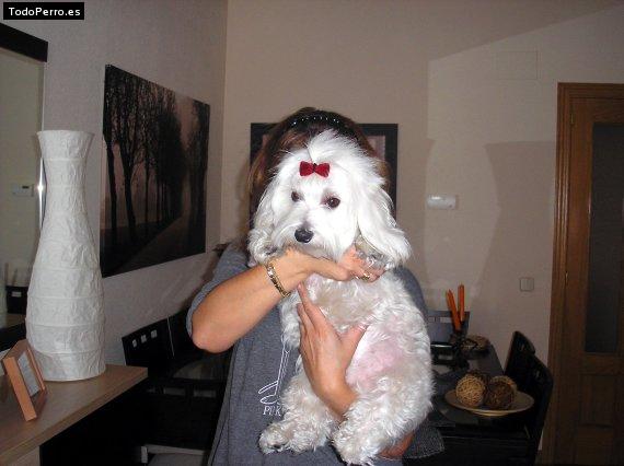 La foto del perro