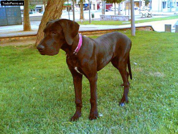 La foto del perro