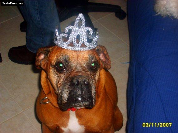 La foto del perro