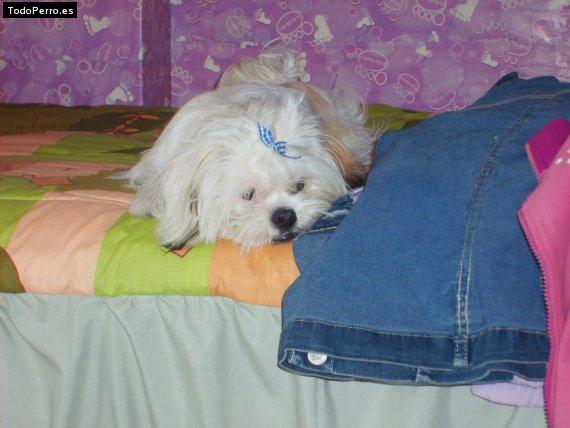 La foto del perro