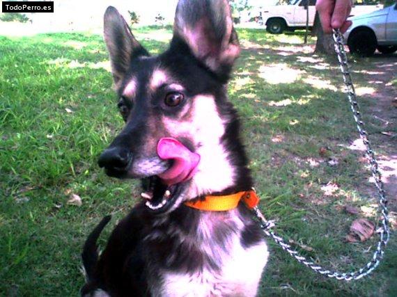 Foto del perro Nemo