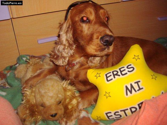 La foto del perro