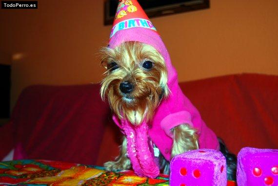 La foto del perro