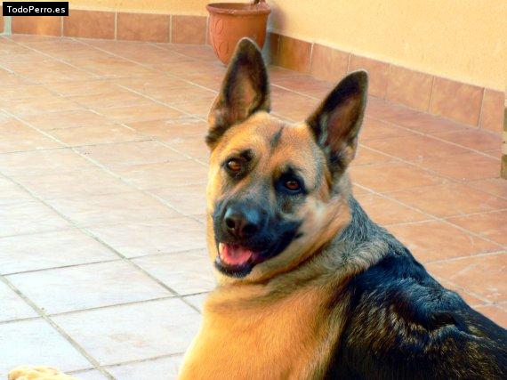 La foto del perro