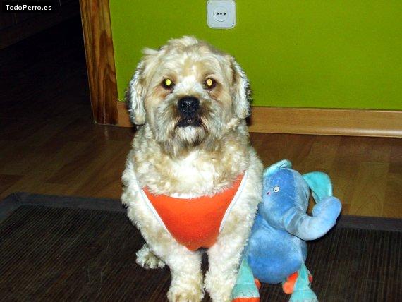 La foto del perro