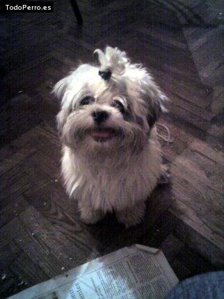 La foto del perro