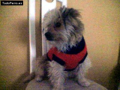 Foto del perro Triky