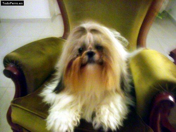 La foto del perro