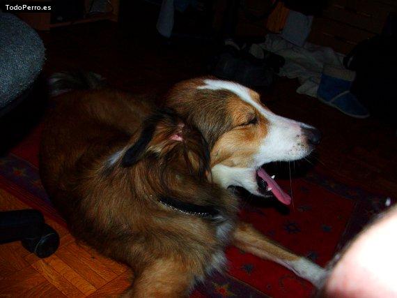 Foto del perro Nela