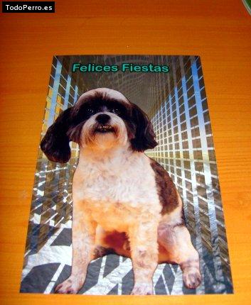 La foto del perro