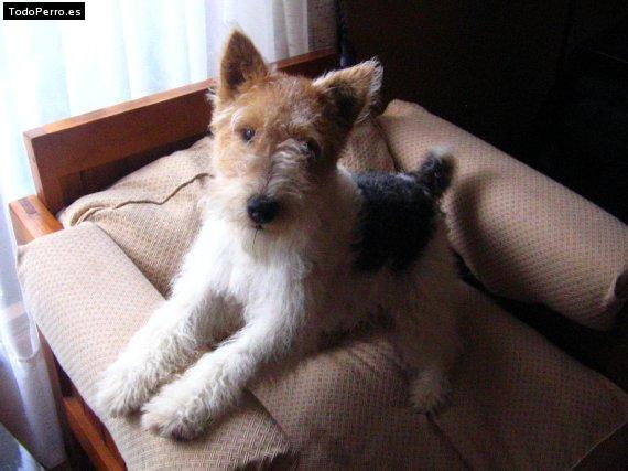 La foto del perro