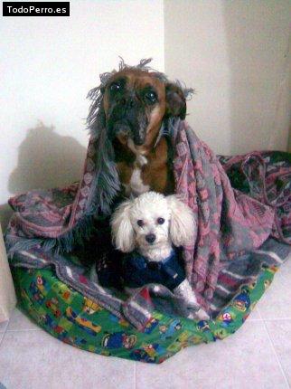 La foto del perro