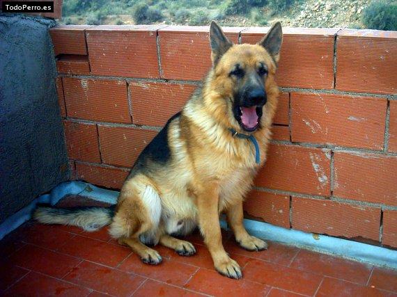 La foto del perro